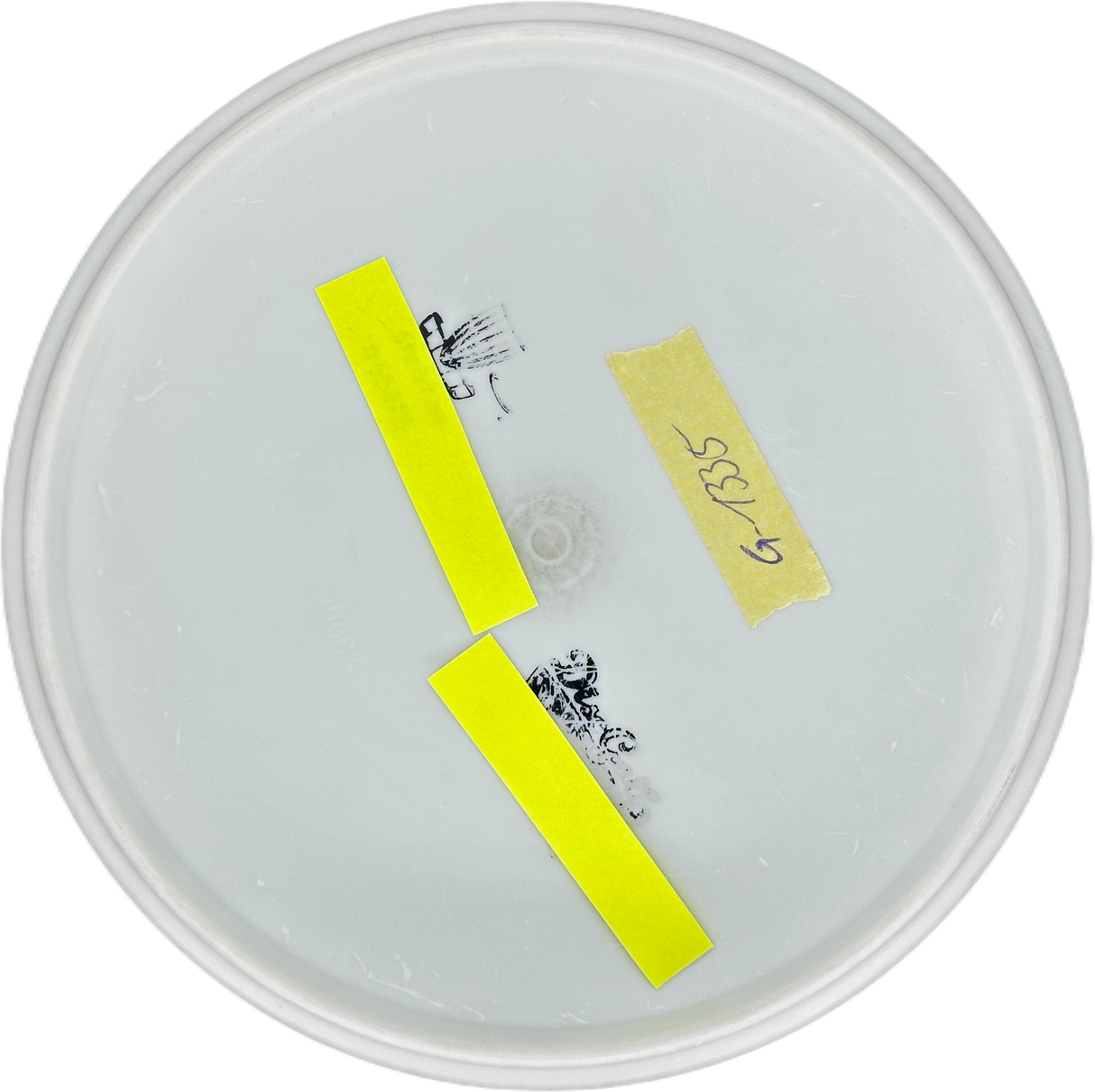 Dynamic Discs Judge Classic - The Perfect Flight Podcast (Gebraucht: Zustand 7)