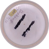 Dynamic Discs Truth Gold (Gebraucht: Zustand 5)