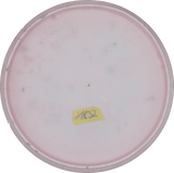 Discmania Maestro | Active Soft | Gebraucht: Zustand 4 |